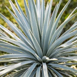 Dasylire 'Sp zacatecas' (Dasylirion cedrosanum) — gros plan sur rosette de longues feuilles rigides · Photo d'illustration