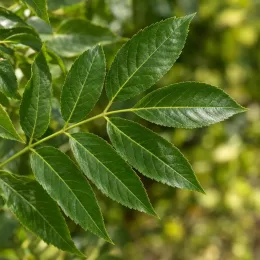 Frêne commun 'Westhof s glorie' (Fraxinus excelsior) — gros plan sur feuille composée verte brillante