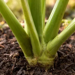 Oreille d'éléphant 'Hawaiian ® aloha' (Colocasia) — base des tiges vertes émergeant du sol · Photo d'illustration