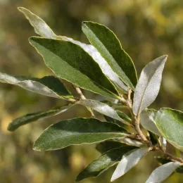 Chalef d'automne à baies rouges 'Sweet'n'sour' (Eleagnus umbellata) — rameau avec feuillage allongé, gros plan · Photo d'illustration