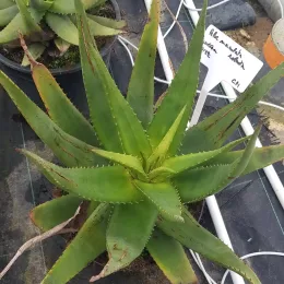 Aloès maculé 'Robusta' (Aloe maculata) — rosette de feuilles succulentes vertes en pépinière · Pot 8L