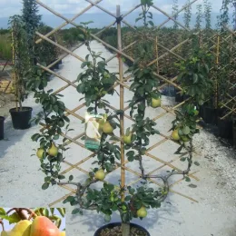 Poirier 'Doyenne du comice' (Pyrus communis) — arbre palissé en pot avec nombreux fruits jaunes · Pot 35L