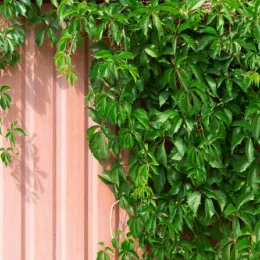 Plantes grimpantes