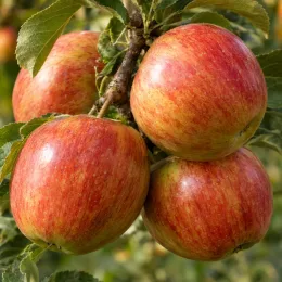 Pommier 'Braeburn' (Malus domestica) — grappes de pommes mûres sur branches feuillées · Photo d'illustration