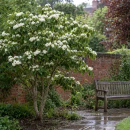 Cornouiller à fleurs américain 'Pluribracteata' (Cornus florida) — arbuste en fleurs près d’un banc de jardin · Photo d'illustration