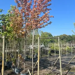 Érable rouge 'Autumn blaze' (Acer freemanii) — jeune arbre en pot tuteuré en pépinière · Pot 30L Tige 10/12