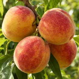 Pêcher 'Roussanne de monein' (Prunus persica) — quatre fruits ronds bicolores sur une branche · Photo d'illustration