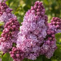 Lilas 'Katherine havemeyer' (Syringa vulgaris) — grappes de fleurs doubles mauves en gros plan · Photo d'illustration