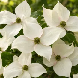 Cornouiller du japon 'Nicole' (Cornus kousa) — gros plan sur grandes fleurs pâles étoilées · Photo d'illustration