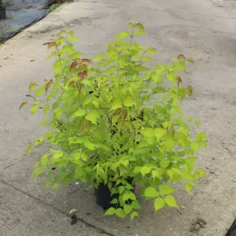 Arbre aux faisans 'Golden lanterns' (Leycesteria formosa) — jeune arbuste lumineux en pot noir · Pot 7.5L