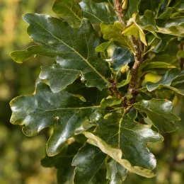 Chêne colonnaire 'Wind candle' (Quercus × warei) — gros plan sur un feuillage dense vernissé · Photo d'illustration