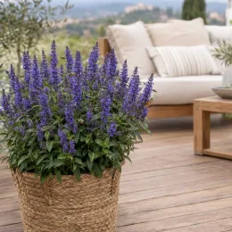 Sauge officinale 'Blue' (Salvia apex) — plante fleurie violette en pot sur terrasse · Photo d'illustration