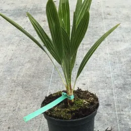 Palmier nain (Chamaerops humilis) — jeune plant dressé en pot plastique noir · Pot 2.5L