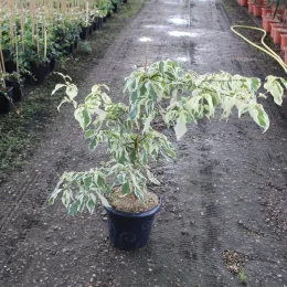 Cornouiller discuté 'Variegata' (Cornus controversa) — arbuste panaché en pot sur allée de pépinière · Pot 7.5L