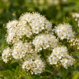 Spirée du japon 'Shirobana' (Spiraea japonica) — gros plan sur ombelles de petites fleurs blanches · Photo d'illustration