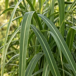 Miscanthus 'Giganteus' (Miscanthus hybrida) — longues feuilles arquées vertes à nervures claires · Photo d'illustration