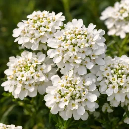Ibéris toujours vert 'Piece' (Iberis master) — ombelles de petites fleurs blanches en gros plan · Photo d'illustration