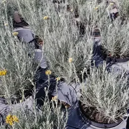 Plante curry 'Ssp serotinum' (Helichrysum italicum) — rangées de touffes gris argenté aux petites fleurs jaunes · Pot 3L Touffe