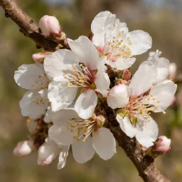 Amandier 'Santa caterina' (Prunus amygdalus) — gros plan de fleurs blanches sur branche