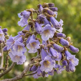 Paulownia 'April light' (Paulownia fortunei) — grappe de fleurs violettes en clochettes, gros plan · Photo d'illustration
