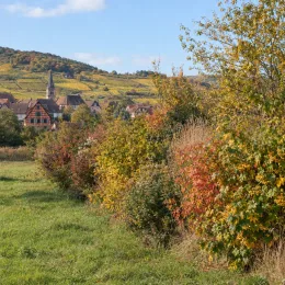 Viorne boule de neige 'Xanthocarpum' (Viburnum opulus) — haie arbustive colorée en lisière de prairie · Photo d'illustration