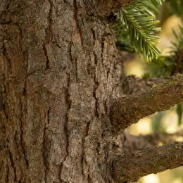 Araucaria (Araucaria heterophylla) — tronc rugueux avec branches et aiguilles vertes · Photo d'illustration