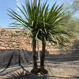 Cordyline indivisa (Cordyline indivisia) — grand sujet à plusieurs troncs en pot · Pot 70L
