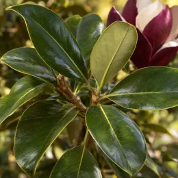 Magnolia 'Black beauty' — gros plan sur feuillage luisant et fleur ouverte