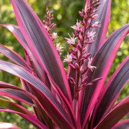 Cordyline australe 'Pink passion' (Cordyline australis) — longues feuilles rose et pourpre, fleurs centrales · Photo d'illustration