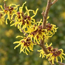 Hamamélis de chine 'Pallida' (Hamamelis mollis) — branche couverte de fleurs jaunes en gros plan · Photo d'illustration