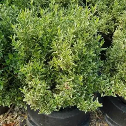 Fusain du japon 'Micro albovariegatus' (Euonymus japonicus) — arbuste compact au feuillage vert panaché en pot · Pot 8L Touffe