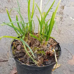 Tulbaghie violette (Tulbaghia violacea) — touffes de feuilles étroites vertes dans un pot noir · Pot 2.5L