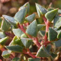 Succulente pour l'intérieur et l'extérieur (Oscularia deltoides) — gros plan de feuilles triangulaires charnues sur tiges rouges · Photo d'illustration
