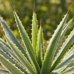 Agave du chihuahua (Agave lechuguilla) — rosette de feuilles rigides étroites et épineuses · Photo d'illustration