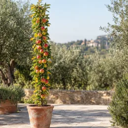 Pommier 'Valzer' (Malus ballerina) — arbre fruitier très étroit en pot sur terrasse