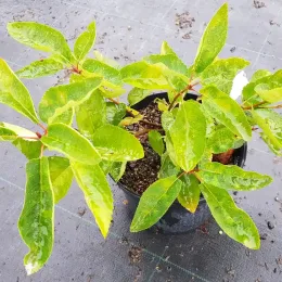 Amélanchier de lamarck (Amelanchier lamarckii) — jeune arbuste brillant en pot noir de pépinière · Pot 3L Touffe