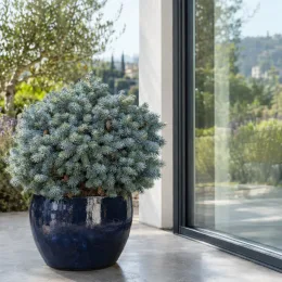 Epicéa du colorado 'Glauca globosa' (Picea pungens) — conifère compact au feuillage bleuté en pot · Photo d'illustration