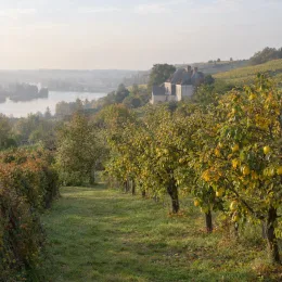 Cognassier 'Portugal' (Cydonia oblonga) — verger en pente près d'une rivière brumeuse