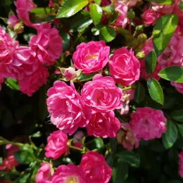 Rosier couvre-sol 'The fairy rose' (Rosa) — grappes de petites fleurs roses épanouies