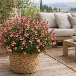 Sauge arbustive orange 'Salmon' (Salvia greggi) — grand arbuste fleuri rose en pot tressé · Photo d'illustration