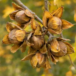 Noyer amère 'Amara' (Carya) — gros plan de fruits bruns ouverts sur branche · Photo d'illustration