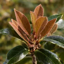 Raphiolépis du japon (Rhaphiolepis umbellata) — jeunes feuilles duveteuses brunes au-dessus de feuilles vertes · Photo d'illustration
