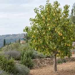 Poirier 'Coscia' (Pyrus communis) — arbre fruitier chargé de poires dans un jardin
