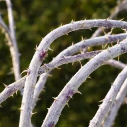 Ronce du tibet 'Silver fern' (Rubus thibetanus) — gros plan sur tiges arquées épineuses blanchâtres
