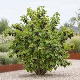 Casseillier josta 'Josta' (Ribes × nidigrolaria) — arbuste fruitier couvert de grappes de baies noires · Photo d'illustration