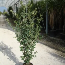 Chêne vert (Quercus ilex) — jeune arbre en pot sur allée de pépinière · Pot 15L