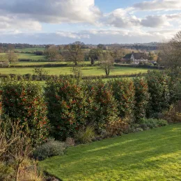 Houx commun 'Nellie ® stevens' (Ilex aquifolium) — haie dense avec nombreux fruits rouges en campagne · Photo d'illustration