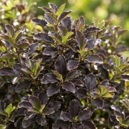 Pittospore 'Tom thumb' (Pittosporum tenuifolium) — feuillage dense aux petites feuilles pourprées · Photo d'illustration