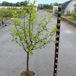 Pommier 'Ariane' (Malus domestica) — jeune arbre en pot avec réglette graduée · Pot 12L Gobelet