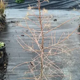 Mélèze du japon (Larix kaempferi) — jeune conifère dégarni en pot sur bâche · Pot 8L Baliveau